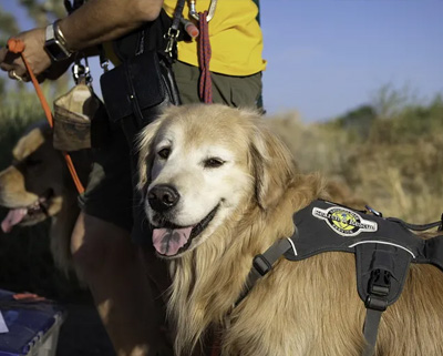 Diabetic Alert Dogs